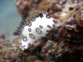   White Nudibranch Koh Talu Krabi. Olympus SP350 Krabi  